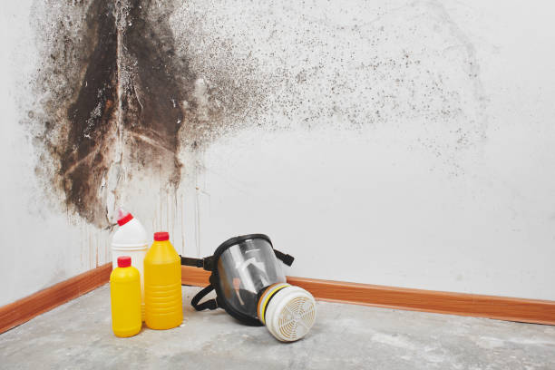 Trusted Clearwater, FL Mold Removal Experts