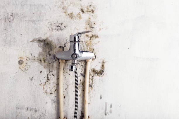 Best Emergency Mold Removal  in Clearwater, FL
