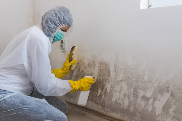 Mold Testing and Removal in Clearwater, FL