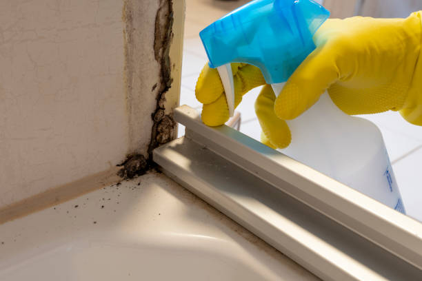 Best Fast Mold Removal  in Clearwater, FL