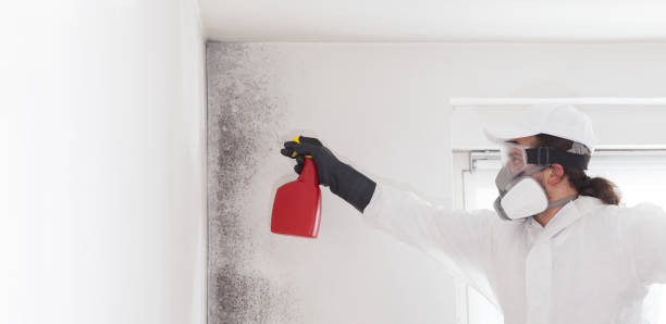 Best Fast Mold Removal  in Clearwater, FL