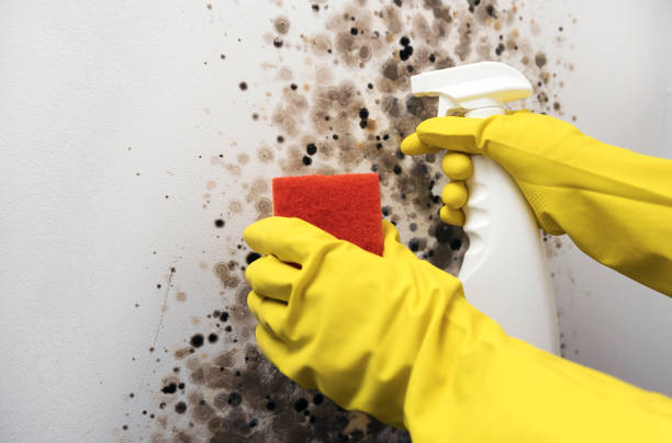 Trusted Clearwater, FL Mold Removal Experts