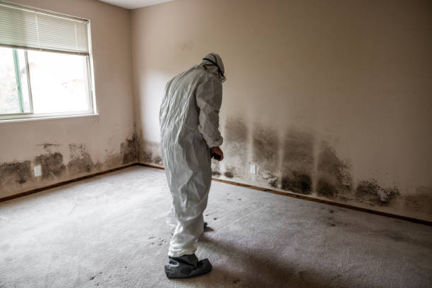 Office Mold Removal Services in Clearwater, FL