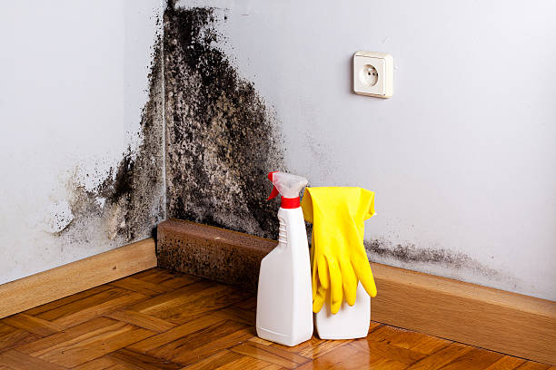 Best Attic Mold Removal  in Clearwater, FL