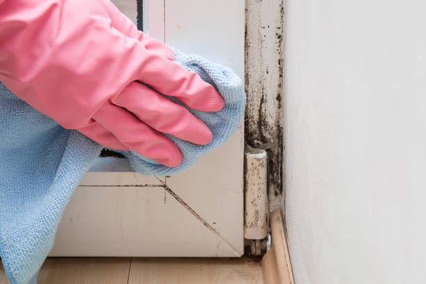 Best Office Mold Removal Services  in Clearwater, FL